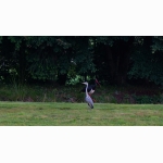 Schwarzstorch 20170817 Schwarzstorch u Reiher DSC03849 (2).jpg